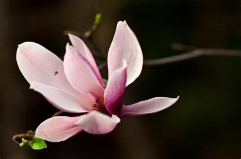 金玉蘭花種植|玉蘭花種植方法以及注意事項